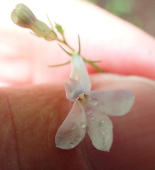 Lobelia pteropoda