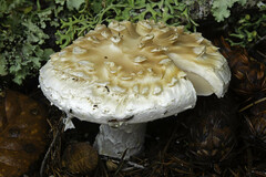Amanita magniverrucata