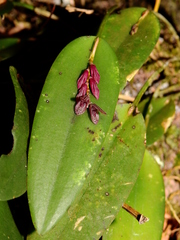 Acianthera pubescens