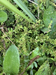 Pilea microphylla