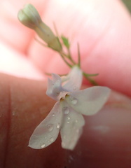 Lobelia pteropoda