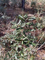 Quercus geminata