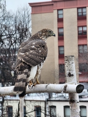 Accipiter cooperii