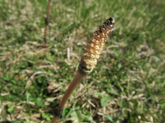Equisetum arvense image