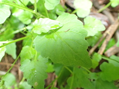 Lobelia pteropoda