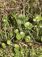 Hydrocotyle bonariensis