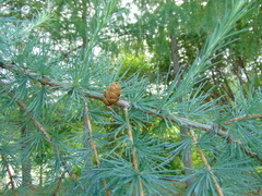 Larix laricina