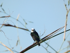 Arundinicola leucocephala