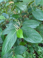 Piper glabrescens