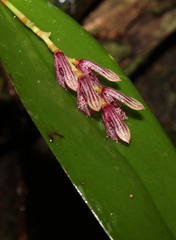 Acianthera pubescens