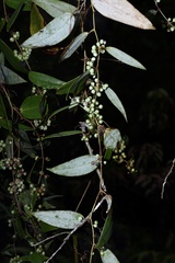 Smilax glabra
