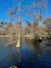 Taxodium distichum