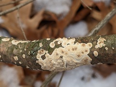 Cylindrobasidium evolvens