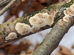 Cylindrobasidium evolvens