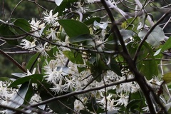 Clematis loureiroana