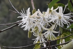 Clematis loureiroana