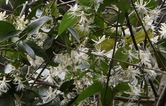 Clematis loureiroana