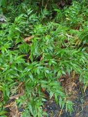 Ichnanthus pallens