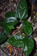 Clematis loureiroana