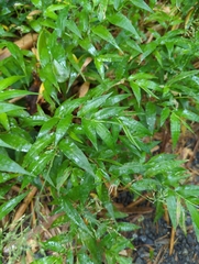 Ichnanthus pallens