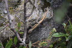 Sceloporus anahuacus