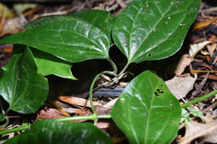 Clematis loureiroana