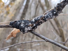 Trichothecium roseum