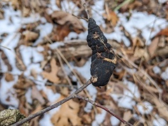 Trichothecium roseum