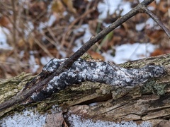 Trichothecium roseum