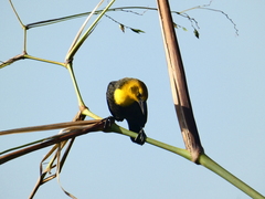 Chrysomus icterocephalus