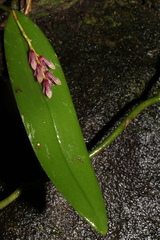 Acianthera pubescens