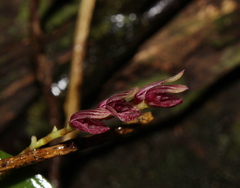 Acianthera pubescens