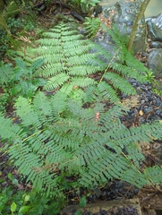 Cyathea arborea