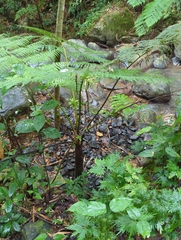 Cyathea arborea