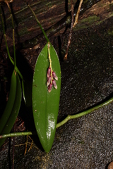 Acianthera pubescens