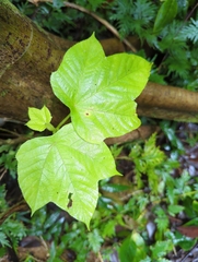 Cecropia schreberiana