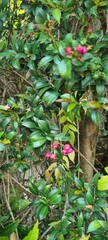 Syzygium paniculatum