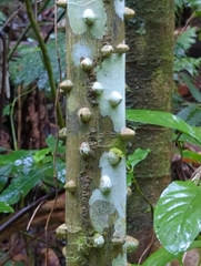 Zanthoxylum martinicense