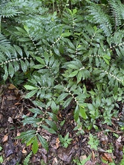 Elatostema lineolatum