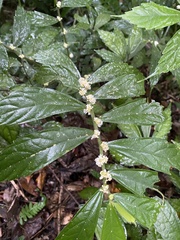 Elatostema lineolatum