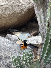 Icterus icterus
