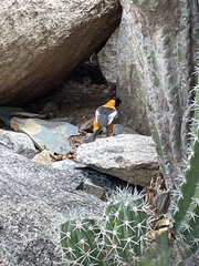 Icterus icterus