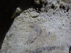 Keroplatidae