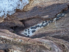 Rosellinia subiculata