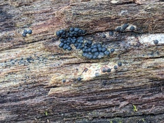 Rosellinia subiculata