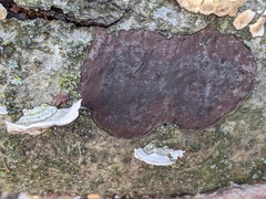 Camillea punctulata