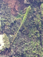 Anolis evermanni