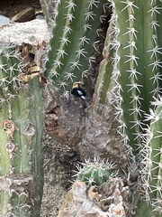 Stenocereus griseus