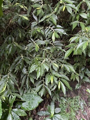 Elatostema lineolatum
