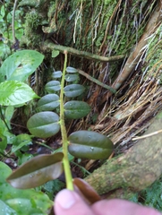 Marcgravia rectiflora